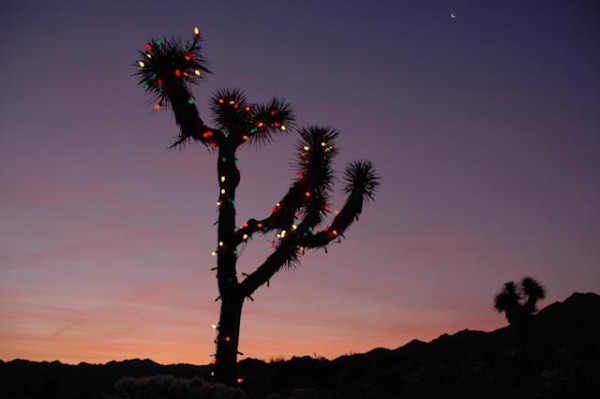 A Joshua tree strung with festive lights