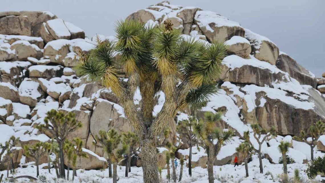 An image of Joshua trees and boulders covered in snow