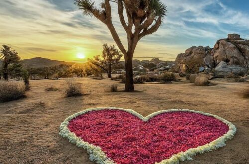 Picture of the setting sun. In the foreground is a pink heart outlined in white on the desert ground, with Joshua trees behind.