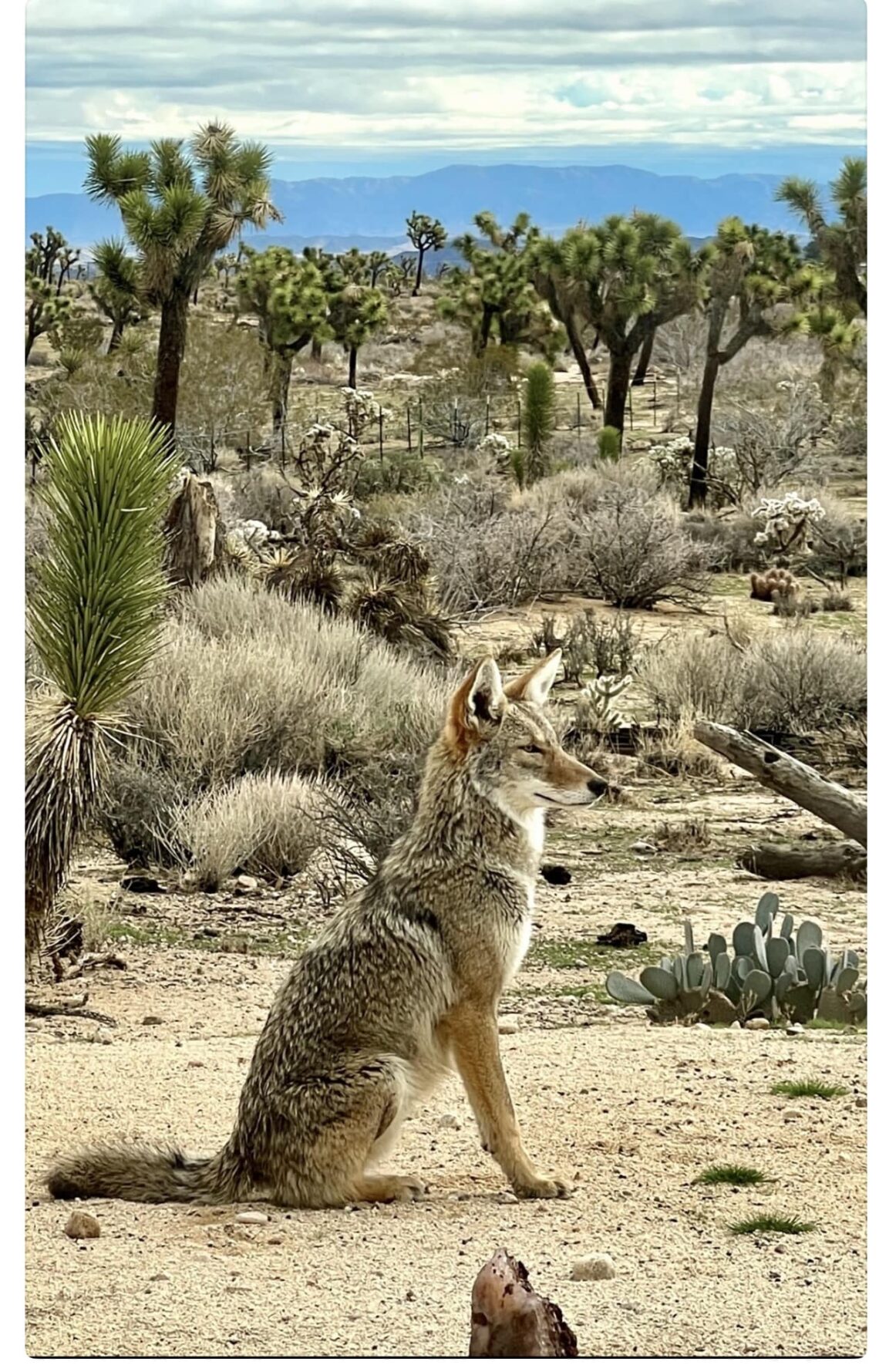 picture of a seated coyote in a desert landscape with Joshua trees