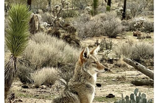 picture of a seated coyote in a desert landscape with Joshua trees