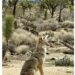 picture of a seated coyote in a desert landscape with Joshua trees