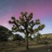 Image of a Joshua tree with a dusky sky backdrop