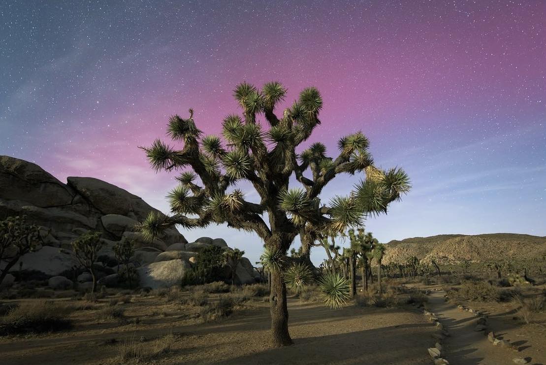 Image of a Joshua tree with a dusky sky backdrop